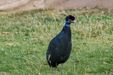 Eastern Crested Guineafowl (Guttera pucherani)