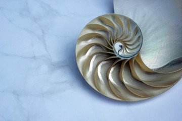 Nautilus shell with copy space concrete stone background cross section symmetry Fibonacci spiral...