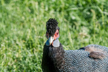 Eastern Crested Guineafowl (Guttera pucherani)