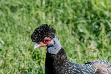 Eastern Crested Guineafowl (Guttera pucherani)