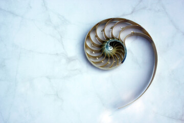 Nautilus shell with copy space concrete stone background cross section symmetry Fibonacci spiral...