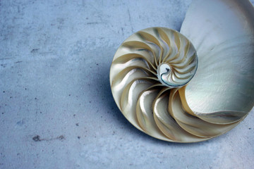 Nautilus shell with copy space concrete stone marble background cross section symmetry Fibonacci spiral sequence 