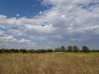 Fototapeta premium Blue Sky over Spanish Orchard