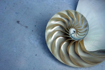 Nautilus shell with copy space concrete stone marble background cross section symmetry Fibonacci...