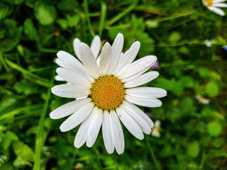Obraz premium white daisy flower