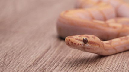 Fototapeta premium ball python on a brown wood color. Ball python (python regius) crawling on hand with selective focus and copy space, Background for exotic pets or animals and wildlife concept.