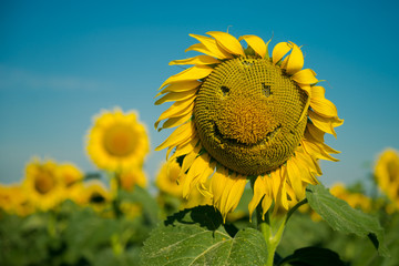 Large sunflower in the field. Smiley on a sunflower. A face with a smile from seeds on a sunflower. Happy summer. Sunflower field