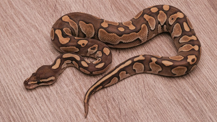 ball python on a brown wood color. Ball python (python regius) crawling on hand with selective focus and copy space, Background for exotic pets or animals and wildlife concept.
