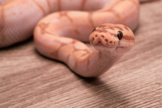 ball python on a brown wood color. Ball python (python regius) crawling on hand with selective focus and copy space, Background for exotic pets or animals and wildlife concept.