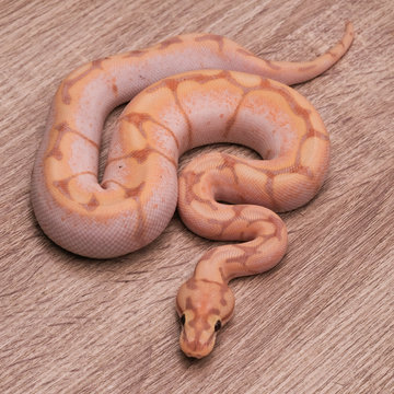 ball python on a brown wood color. Ball python (python regius) crawling on hand with selective focus and copy space, Background for exotic pets or animals and wildlife concept.