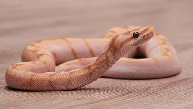 ball python on a brown wood color. Ball python (python regius) crawling on hand with selective focus and copy space, Background for exotic pets or animals and wildlife concept.