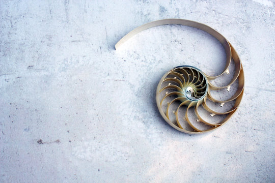 shell nautilus pearl with golden ratio Fibonacci  copy space concrete stone marble background cross section shell symmetry Fibonacci spiral sequence 