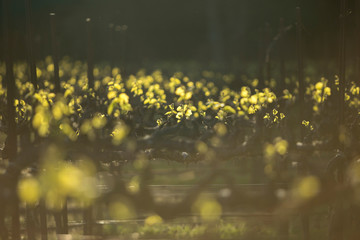 New grape vine leaves glow in the sunlight during golden hour. Springtime in wine country.