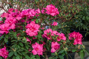 Fototapeta na wymiar Indian Azalea (Rhododendron simsii) in greenhouse