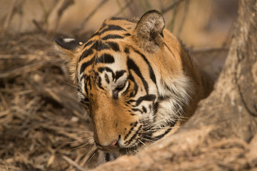 Tigress cub behind a tree, Wildlife National Tiger Reserve, India