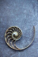 shell pearl nautilus Fibonacci section spiral pearl symmetry half cross minimal golden ratio shell...