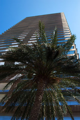 Fototapeta premium palm trees at night