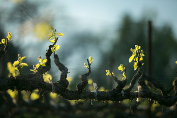 New leaves on grape vines against background of trees and blue sky. Springtime in wine country.