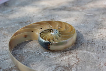 Nautilus shell with copy space concrete stone background cross section symmetry Fibonacci spiral...