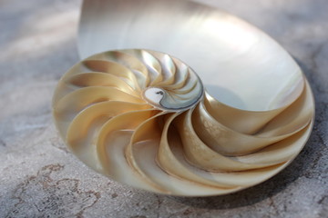 Nautilus shell with copy space concrete stone background cross section symmetry Fibonacci spiral...