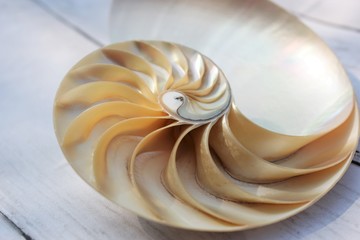 Nautilus shell with copy space concrete stone background cross section symmetry Fibonacci spiral...