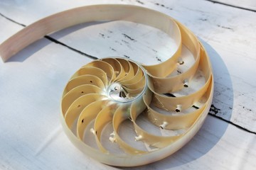 Obraz premium Nautilus shell with copy space concrete stone background cross section symmetry Fibonacci spiral sequence 