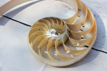 Nautilus shell with copy space concrete stone background cross section symmetry Fibonacci spiral...