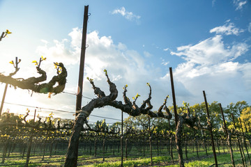 New leaves on grape vines against background of trees and blue sky. Springtime in wine country.