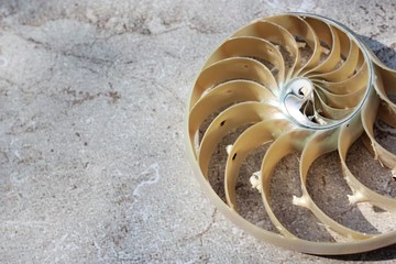 Nautilus shell with copy space concrete stone background cross section symmetry Fibonacci spiral...