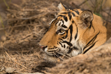 Closer look of a tiger cub, Wildlife National Tiger Reserve, India