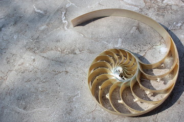Nautilus shell with copy space concrete stone background cross section symmetry Fibonacci spiral...
