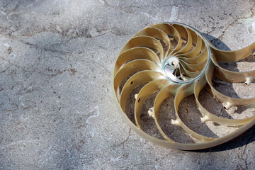 Nautilus shell with copy space concrete stone background cross section symmetry Fibonacci spiral...