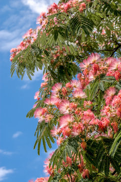 Persian Silk Tree (Albizia julibrissin) in park, south coast of Crimea