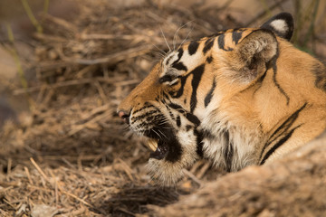 Close of tigress T60 cub, Wildlife National Tiger Reserve, India