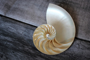 Nautilus shell with copy space wooden background cross section symmetry Fibonacci spiral sequence number