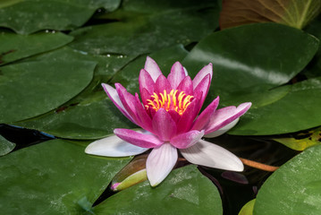 Hybrid Waterlily (Nymphaea hybridum) in park