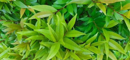 green leaves background