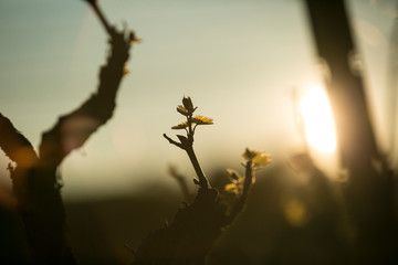 partial silhouette of new leaves on grape vines during golden hour. Springtime in Wine Country.