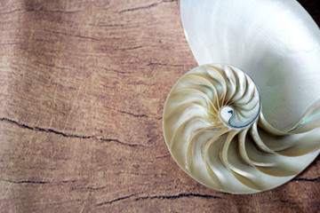 Nautilus shell with copy space wooden background cross section symmetry Fibonacci spiral sequence...