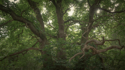 Sweet Chestnut Tree in the Woods