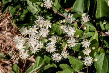 Old Man's Beard (Clematis vitalba) in coastal hills of Crimea