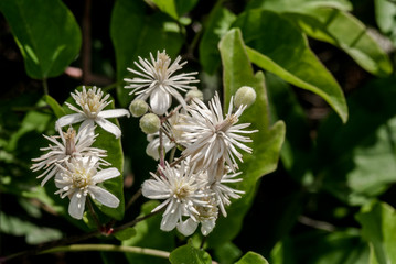 Old Man's Beard (Clematis vitalba) in coastal hills of Crimea