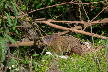 A furry groundhog nibbles on green leaves. The rodent is oblivious to dangers that might be lurking nearby feeling safe in its habitat surrounded by tree limbs and foliage. Bokeh effect.
