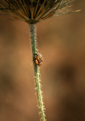 kleine Wanze in zartem Licht