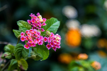 Brazilian Flowers Spring Colors