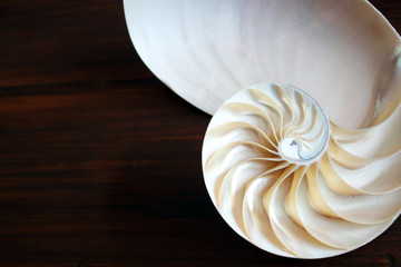Nautilus shell with copy space wooden background cross section symmetry Fibonacci spiral sequence...