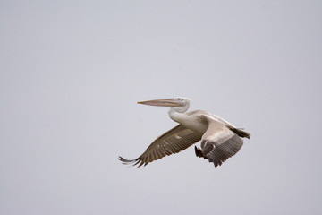 pelican flying in the sky