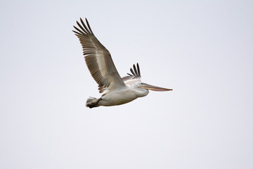pelican in flight
