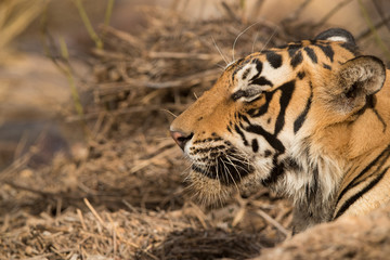 Closeup of a tiger cub, Wildlife National Tiger Reserve, India