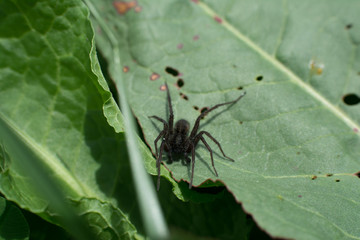 spider on a leaf